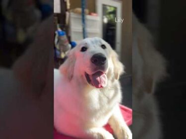 Lily リリー #greatpyrenees #todaysrunrun #グレートピレニーズ #今日のルンルン