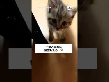 犬派一家を猫派に変えた子猫｜PECO