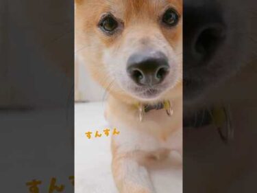 【ペット用無香空間】🐶ペットのニオイ専門の無香消臭ビーズ🐱
