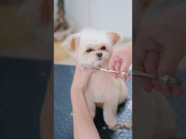 トリミングしたらお耳の色が・・・！ #asmr #shorts  #子犬 #トリミング #asmr #ヘアカット