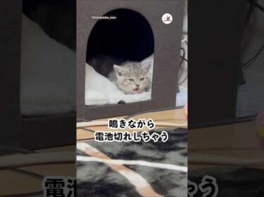 電池切れ寸前の子猫｜PECO