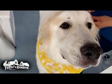 シャンプーで真っ白になりニコニコ笑顔なリリーです　Great Pyrenees　グレートピレニーズ