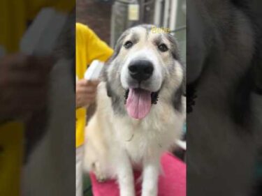 Belle ベル #greatpyrenees #todaysrunrun #グレートピレニーズ #今日のルンルン