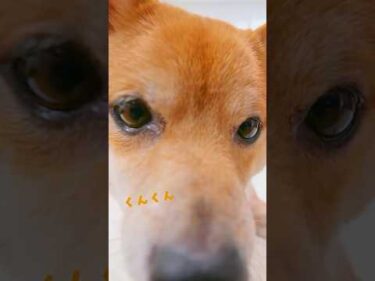 【ペット用無香空間】🐶ペットのニオイ専門の無香消臭ビーズ🐱