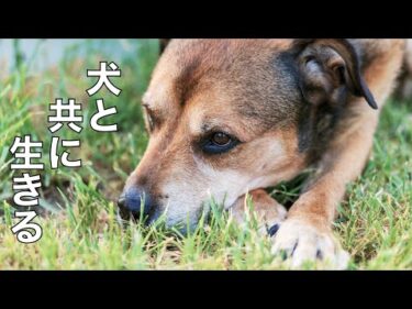 【ライブ】犬と共に生きる！ 19時より配信