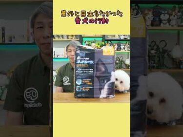 意外と目立ちたがりだったプードルの行動　#shorts #dog