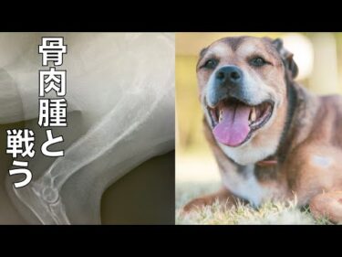 【骨肉腫と戦う保護犬】リンちゃん明日断脚手術行ってきます