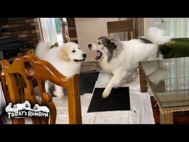 超大型犬の自覚皆無！室内で大暴走するベルとリリーです　Great Pyrenees　グレートピレニーズ