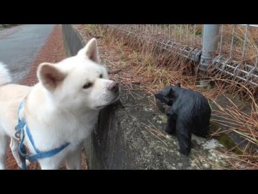【秋田犬ゆうき】お散歩は猫にフー！と言われたり鮭をくわえた子熊に会えたりするので楽しい【akita dog】