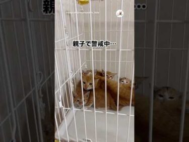 親子の保護猫、全員警戒｜PECO
