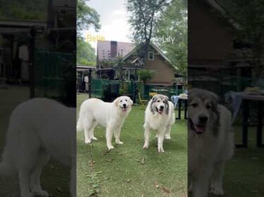Belle ベル Lily リリー #greatpyrenees #todaysrunrun #グレートピレニーズ #今日のルンルン