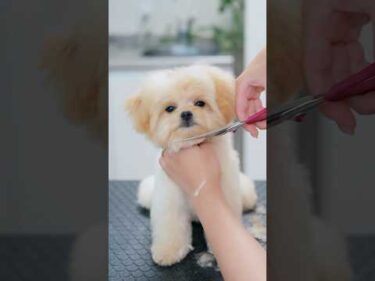 可愛すぎる！パピーにおすすめモコモコカット✂️ #asmr #shorts  #子犬 #トリミング #asmr #ヘアカット