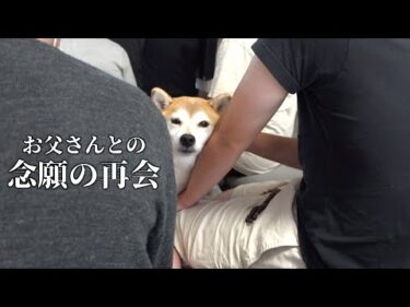お別れ前の奇跡ーー亡き父と柴犬が過ごす最後のひととき。