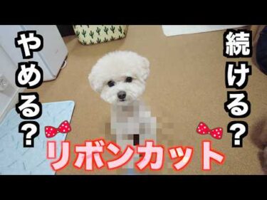 愛犬のリボンカットを続けるか止めるか、決断する日が来ました…。