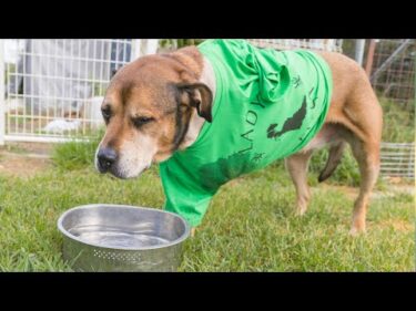 【骨肉腫と戦う保護犬】犬って凄い！