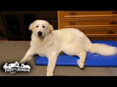 お父さんの部屋の青いストレッチマットをとても気に入ったリリーです　Great Pyrenees　グレートピレニーズ