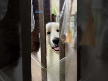Alain アラン #greatpyrenees #todaysrunrun #グレートピレニーズ #今日のルンルン