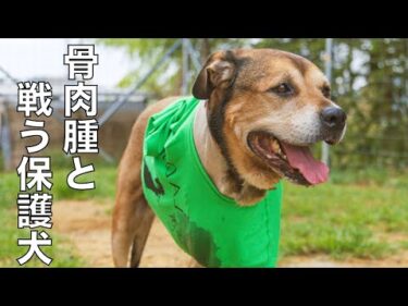 【骨肉腫と戦う保護犬】犬と共に生きる！