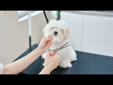 眠気限界！ウトウトして倒れそうなマルチーズの子犬、初めてのトリミング