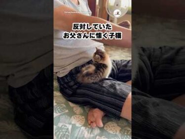 反対してたほどメロメロになる現象｜PECO