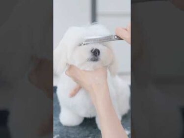 眠気が本当の限界になってしまう子犬/ She’s at her absolute limit of sleepiness #トリミング #子犬 #asmr #puppy  #犬のいる暮らし
