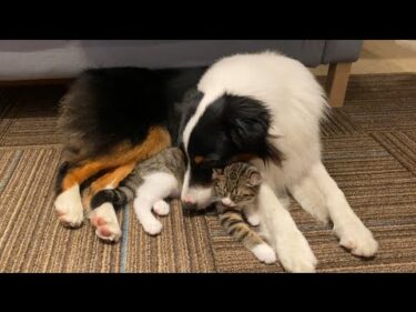 ぎゅっ…とくっついて眠る、親子関係の犬と子猫