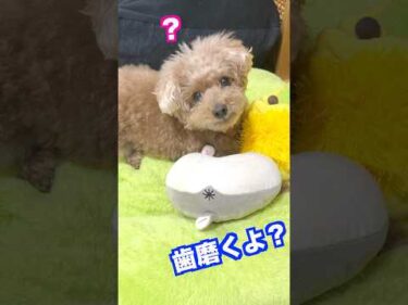 絶対分かってるのに愛犬にスルーされ続けるパパさん  #犬 #トイプードル #かわいい #トイプードルの虎太郎三桜 #癒し #といぷーどる #こたみお