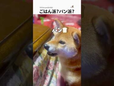 ごはん派？パン派？この子は…｜PECO #shorts