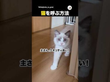 これで呼ぶと必ず来るらしい｜PECO