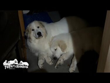甘え上手なリリーと広すぎる心で縄張りを解放するアランです　Great Pyrenees　グレートピレニーズ