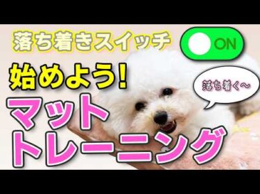 【犬のしつけ】来客・外出先でも安心！犬が落ち着くマットトレーニングのやり方