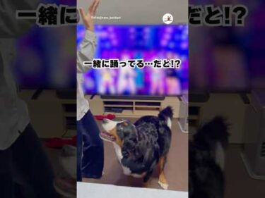 お姉ちゃんが踊ると一緒に踊るワンコ｜PECO