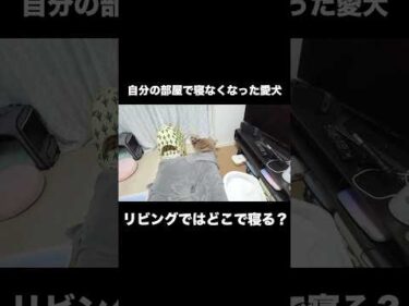 自分の部屋で寝なくなった愛犬が選んだ寝床は？  #犬 #トイプードル #かわいい #トイプードルの虎太郎三桜 #癒し #といぷーどる #こたみお
