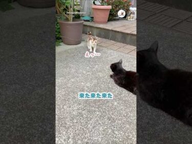 赤ちゃん呼んでくれました｜PECO