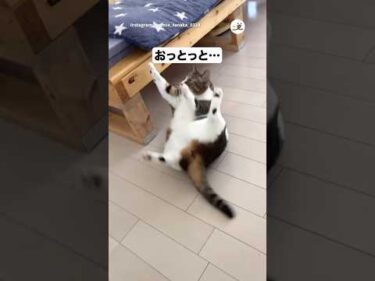 おっとっと猫｜PECO