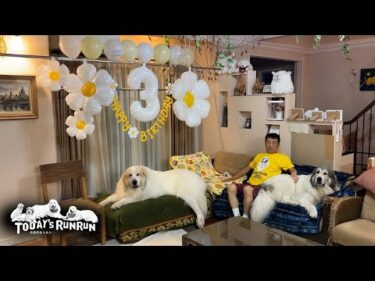 Happy Birthday！3歳になったベルです！　Great Pyrenees　グレートピレニーズ