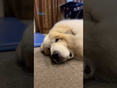 Alain アラン #greatpyrenees #todaysrunrun #グレートピレニーズ #今日のルンルン