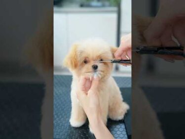 最強に可愛いチワプーの子犬！大変身ビフォーアフター✨ #asmr #shorts  #子犬 #トリミング #asmr #ヘアカット