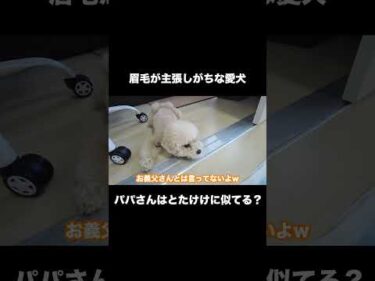 眉毛が主張しがちな愛犬とパパさんｗ  #犬 #トイプードル #かわいい #トイプードルの虎太郎三桜 #癒し #といぷーどる #こたみお