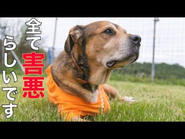 【害悪】らしいですポチパパ　リンちゃんの様子
