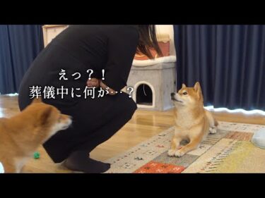 父の葬儀の間、柴犬もびっくり！裏側エピソードを公開。