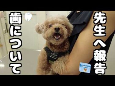 かかりつけの先生に大学病院のご報告と歯(頬)の治療についてご相談してきました【トイプードル】
