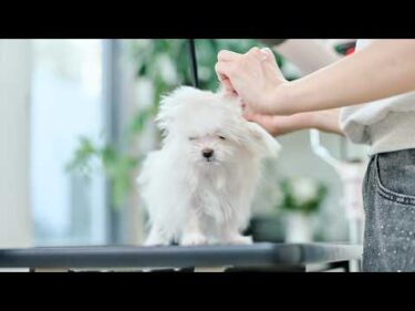 ASMR ✂️ 真っ白な子犬のはじめてのトリミング（ハサミ音、ブラッシング、シャンプー、ドライヤー）