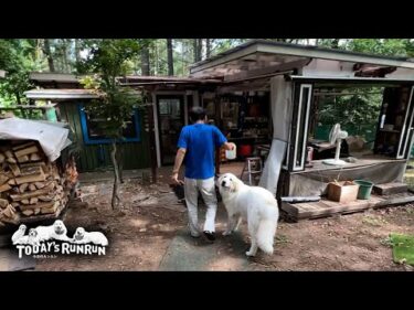 お父さんの指示だと素直に犬舎へ入るアランとベルとリリーです　Great Pyrenees　グレートピレニーズ