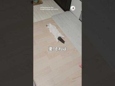 猫がとける季節｜PECO #shorts