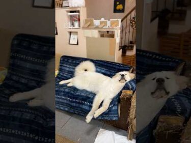 Lily リリー #greatpyrenees #todaysrunrun #グレートピレニーズ #今日のルンルン