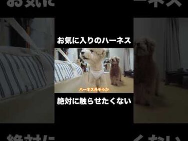 ハーネスを取りたくない三桜たん   #犬 #トイプードル #かわいい #トイプードルの虎太郎三桜 #癒し #といぷーどる #こたみお