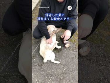 帰省した弟に甘えまくる柴犬メアリー、実は…｜PECO #shorts