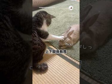 猫とうさぎの信頼関係🐱🐰｜PECO