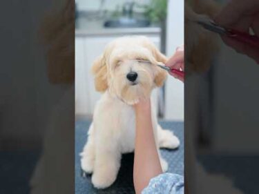 可愛くなりすぎました！モサモサマルプーの大変身トリミング✂️ #asmr #shorts  #子犬 #トリミング #asmr #ヘアカット